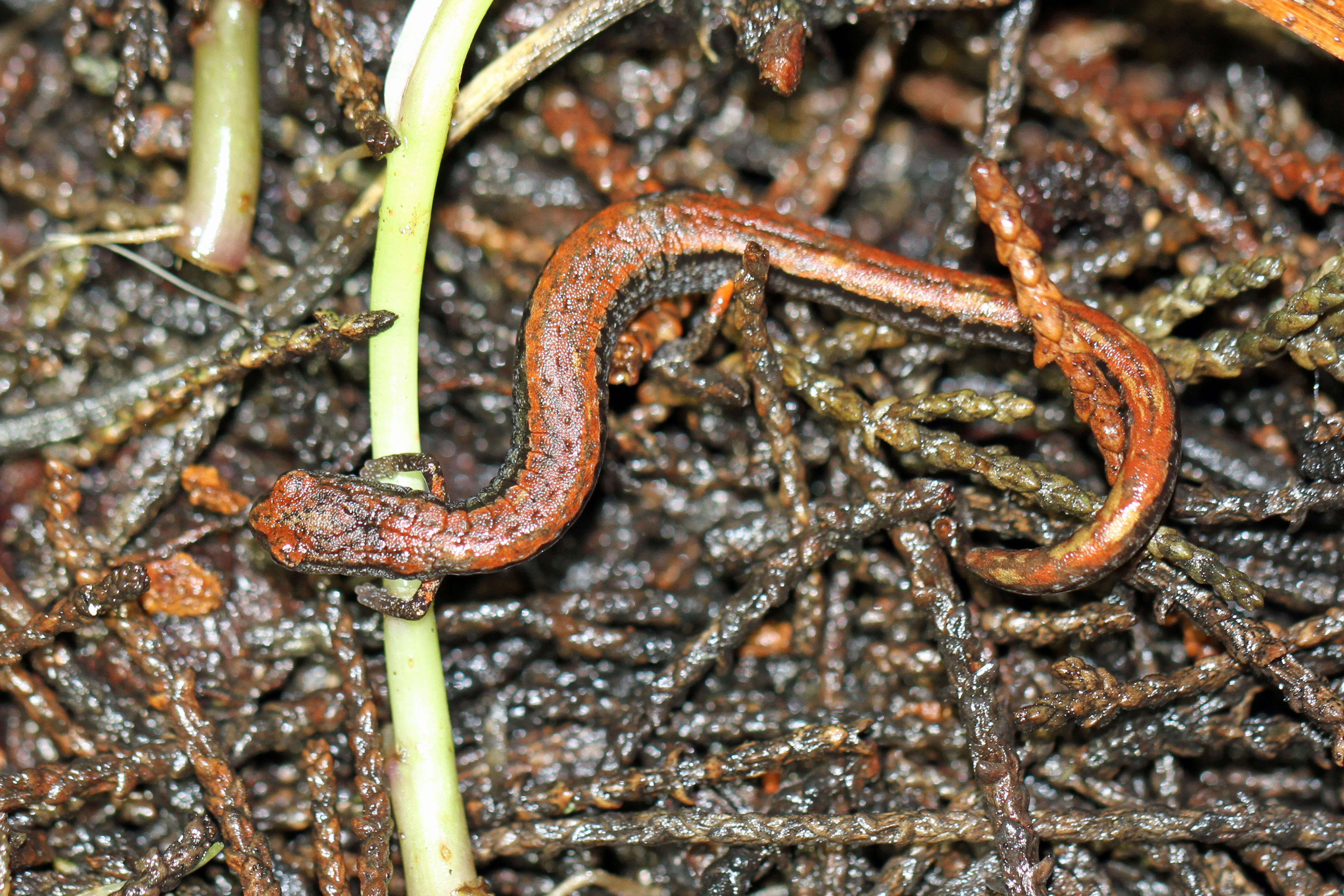 Image of California Slender Salamander