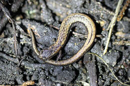 Image of California Slender Salamander