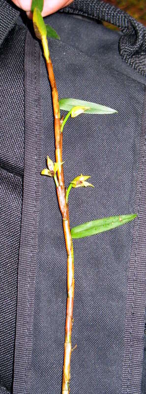 Image of Maxillaria graminifolia (Kunth) Rchb. fil.