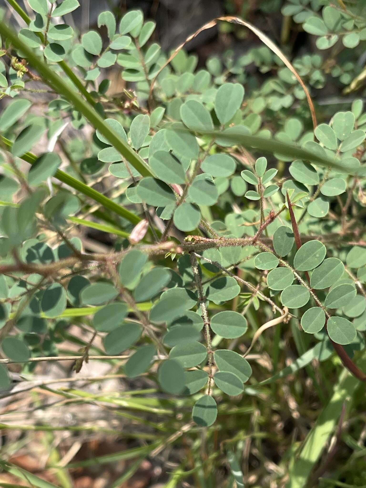 Sivun Indigofera adenoides Baker fil. kuva