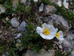 Image of Ranunculus seguieri subsp. seguieri