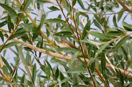 Image of Common Whitethroat