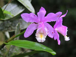 Image of Harrison's Cattleya