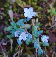 Imagem de Iberodes littoralis subsp. gallaecica (Laínz) Serrano, R. Carbajal & S. Ortiz