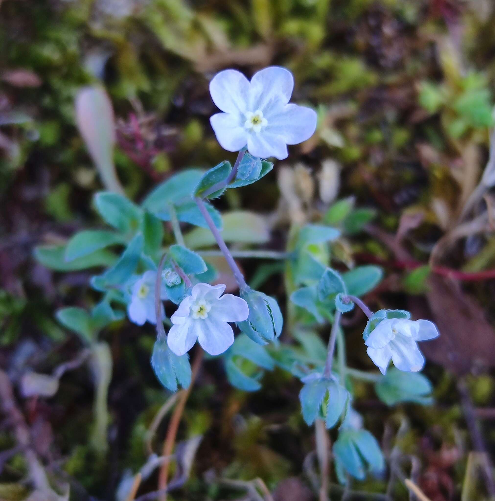 صورة Iberodes littoralis subsp. gallaecica (Laínz) Serrano, R. Carbajal & S. Ortiz