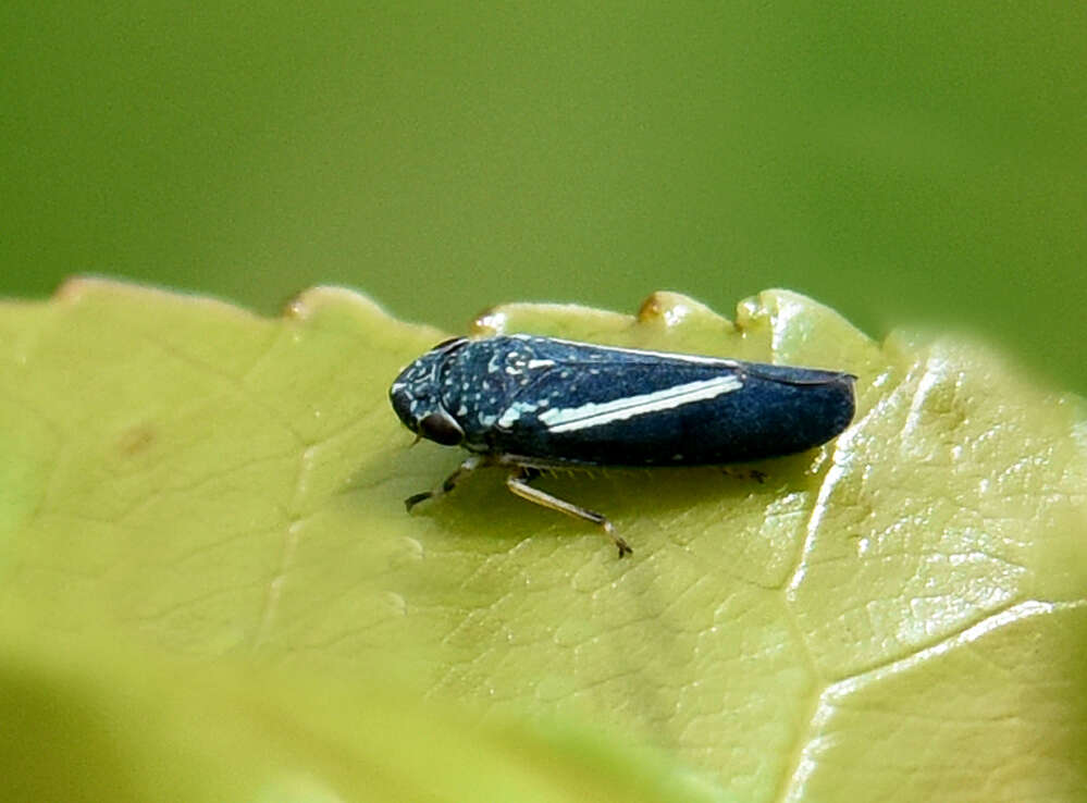 Graphocephala lugubris (Signoret 1854)的圖片