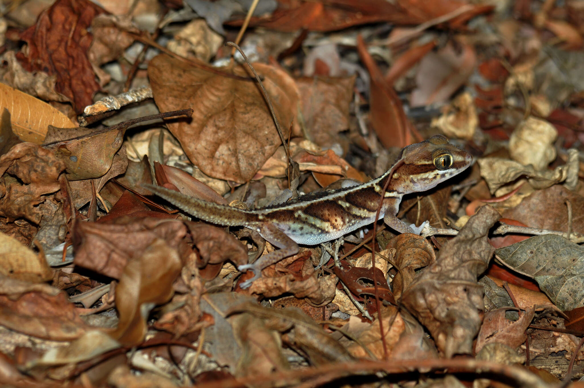 Image of Panther Gecko