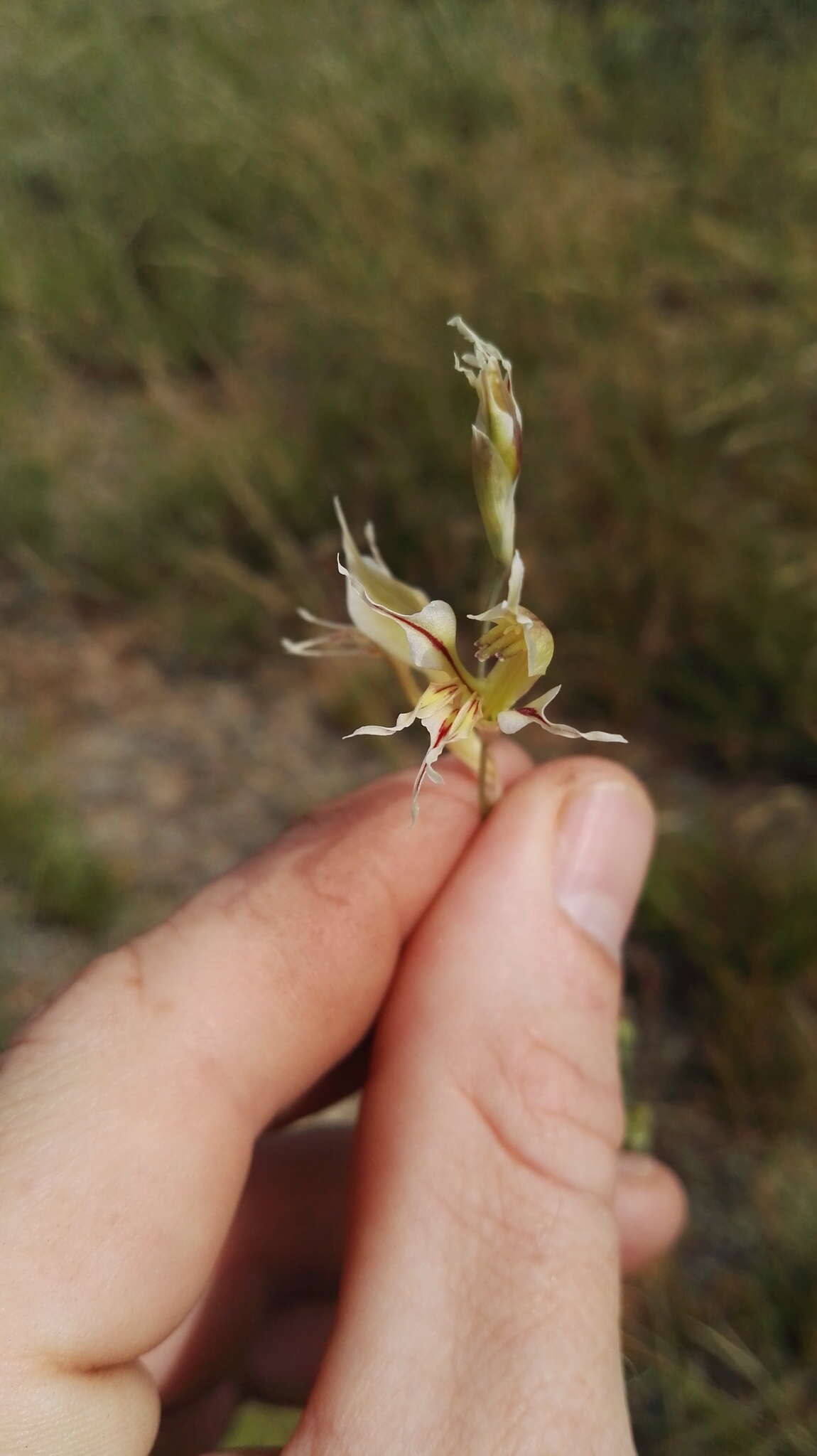 Imagem de Gladiolus permeabilis subsp. edulis (Burch. ex Ker Gawl.) Oberm.