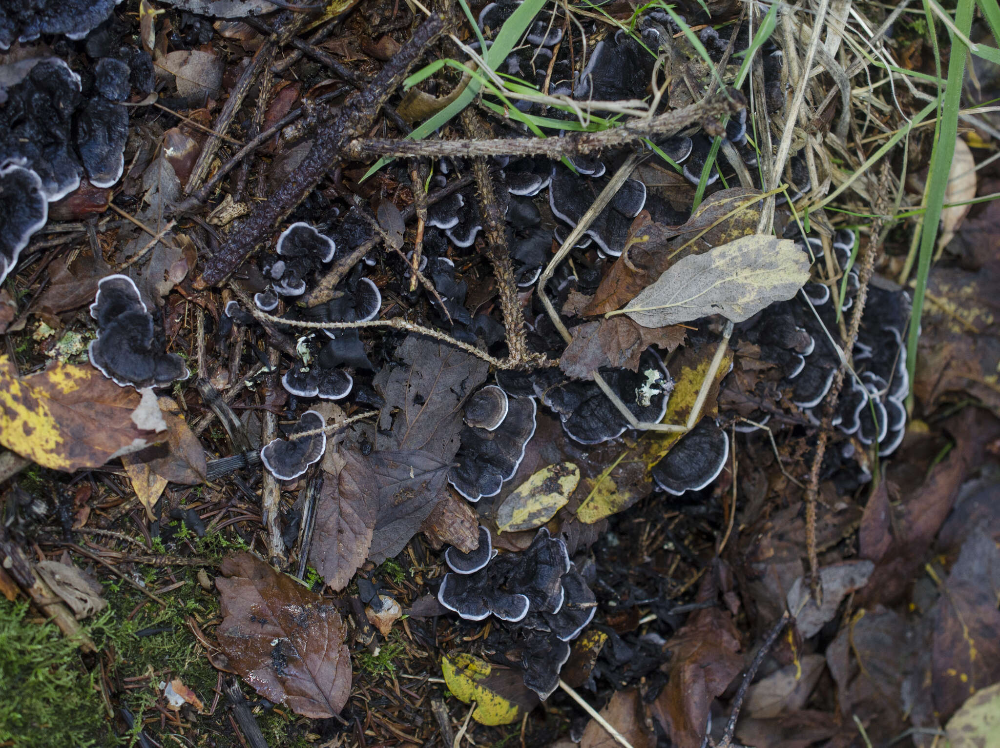 Image of Phellodon atratus K. A. Harrison 1964