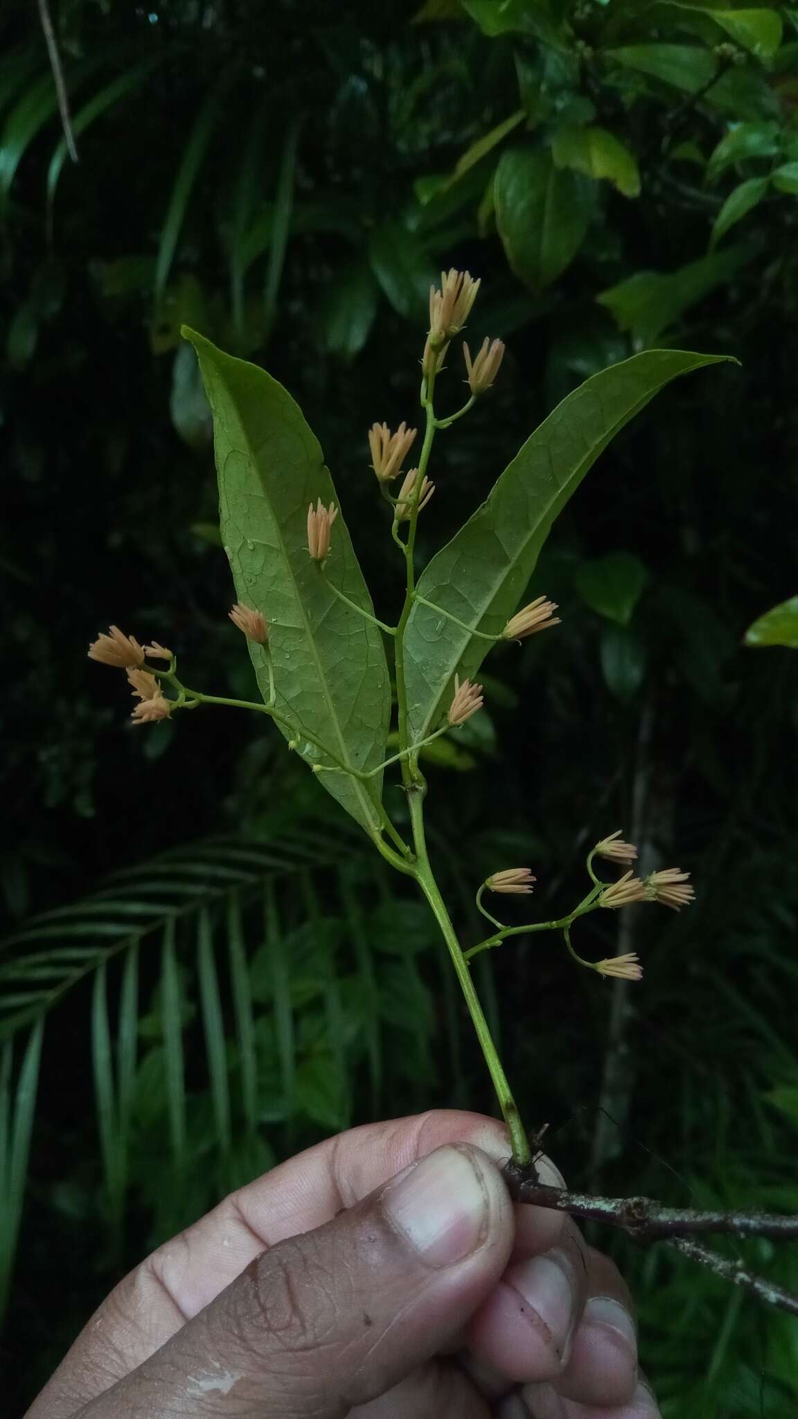 Image of Physena madagascariensis Steud.