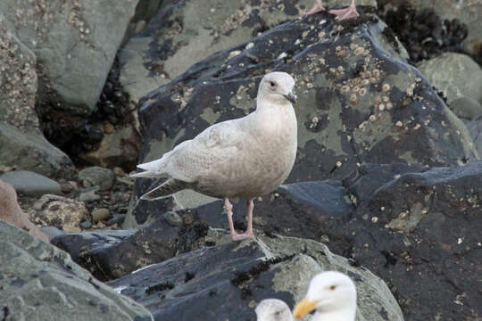 Image of Iceland Gull