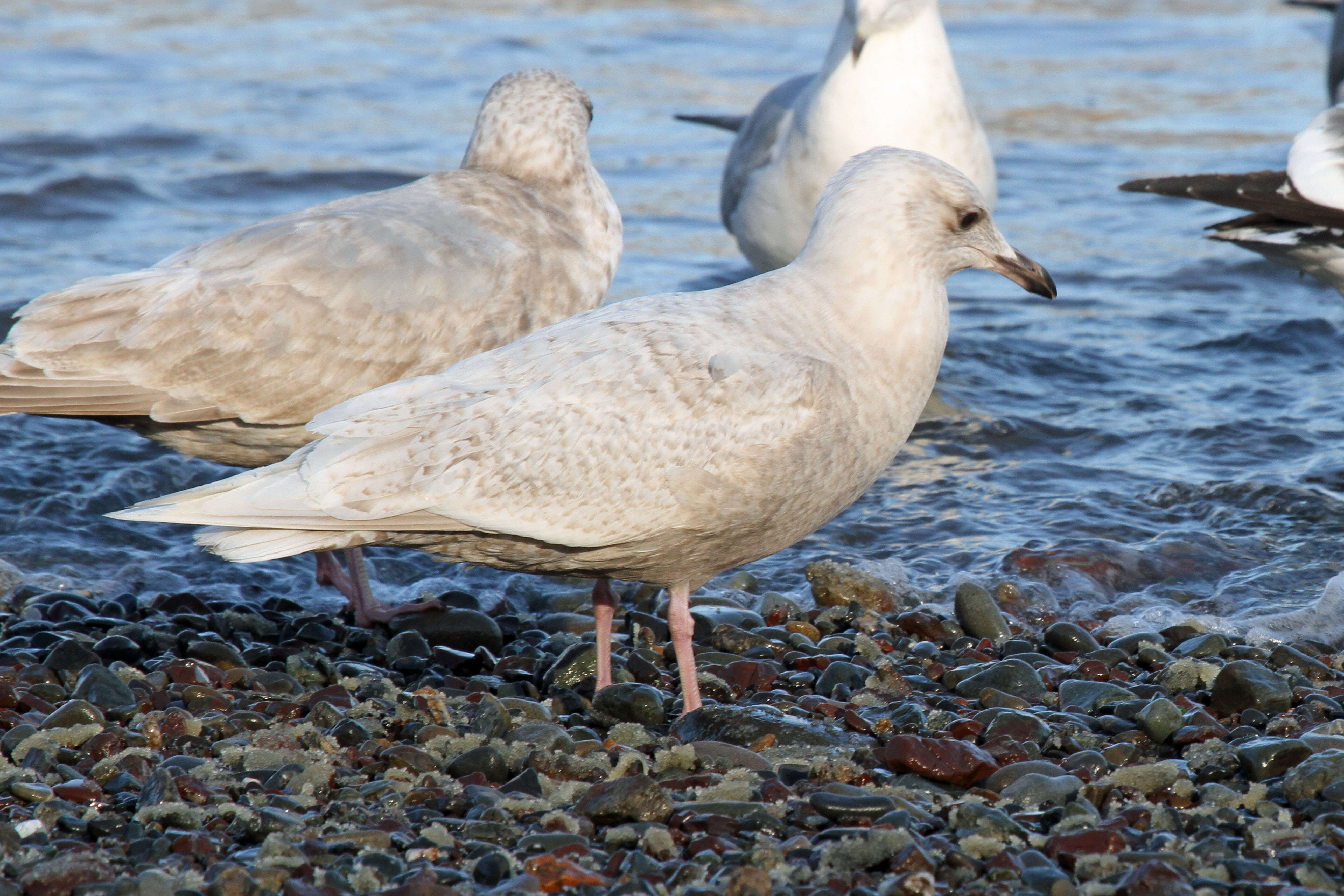 Image of Iceland Gull