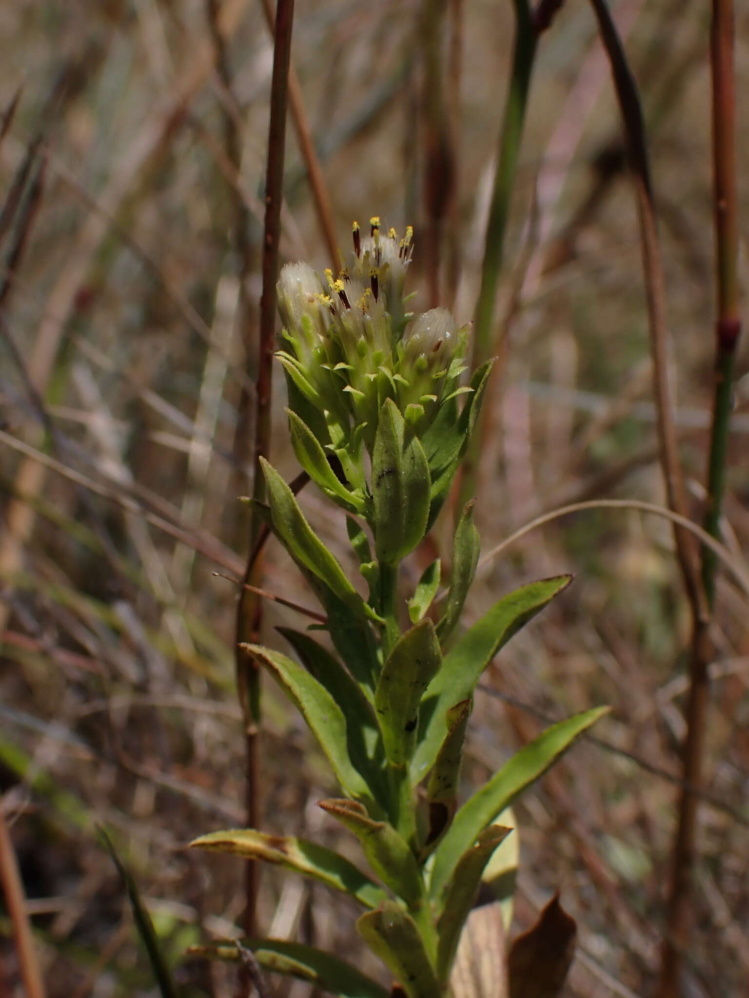 Image of Columbian whitetop aster