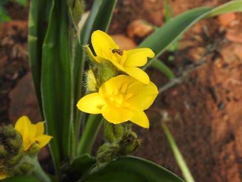 Image of Hypoxis obtusa Burch. ex Ker Gawl.