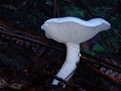 Sivun Hygrophorus involutus G. Stev. 1963 kuva