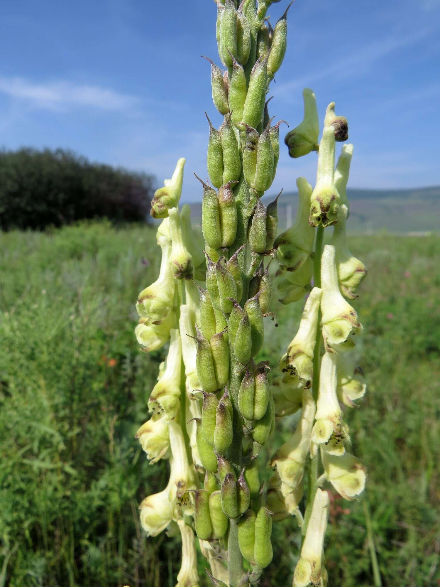 Слика од Aconitum barbatum Pers.