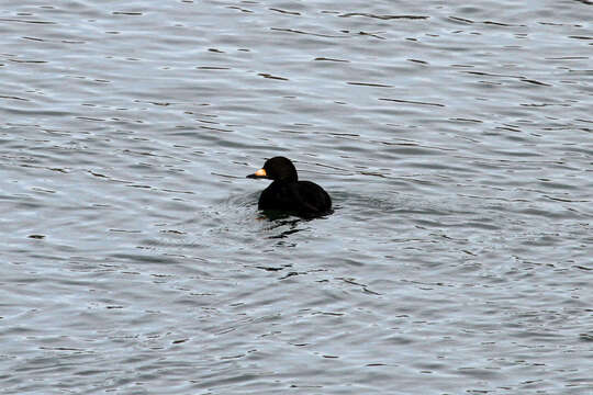 Image of American Scoter