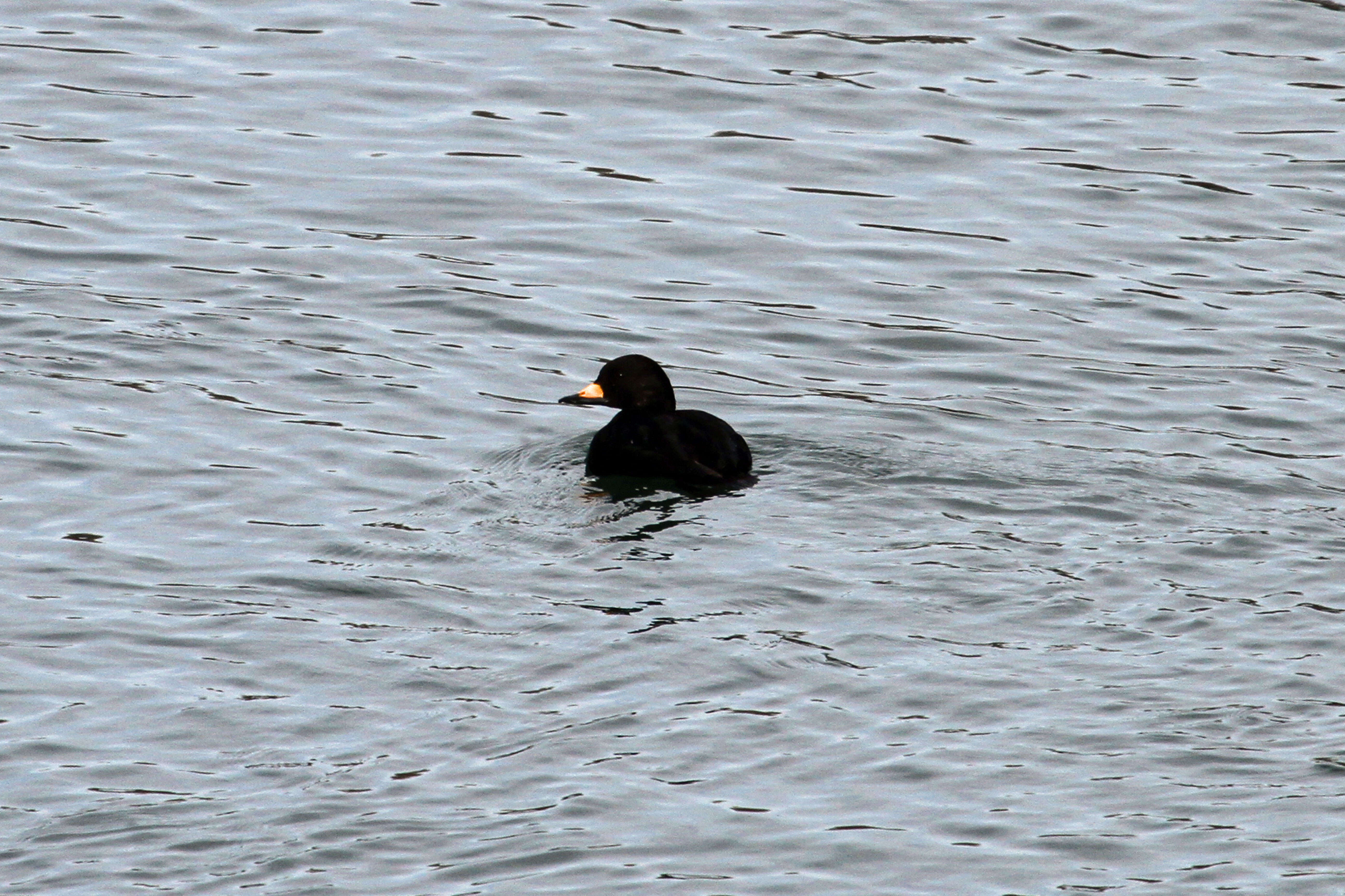 Image of American Scoter