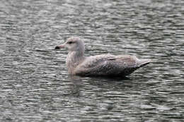 Image of Glaucous Gull