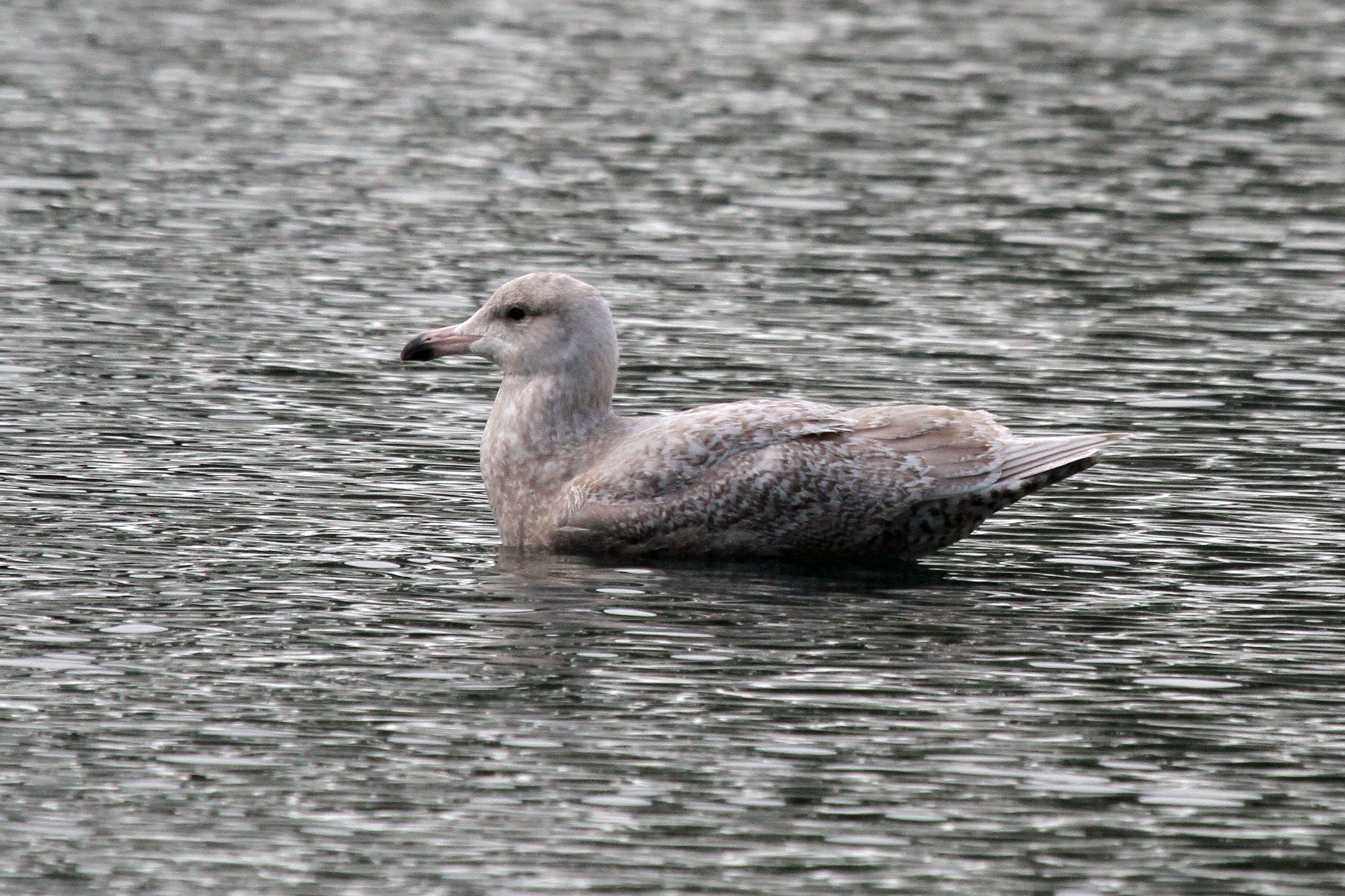 Image of Glaucous Gull