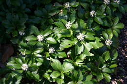 Image of Japanese pachysandra