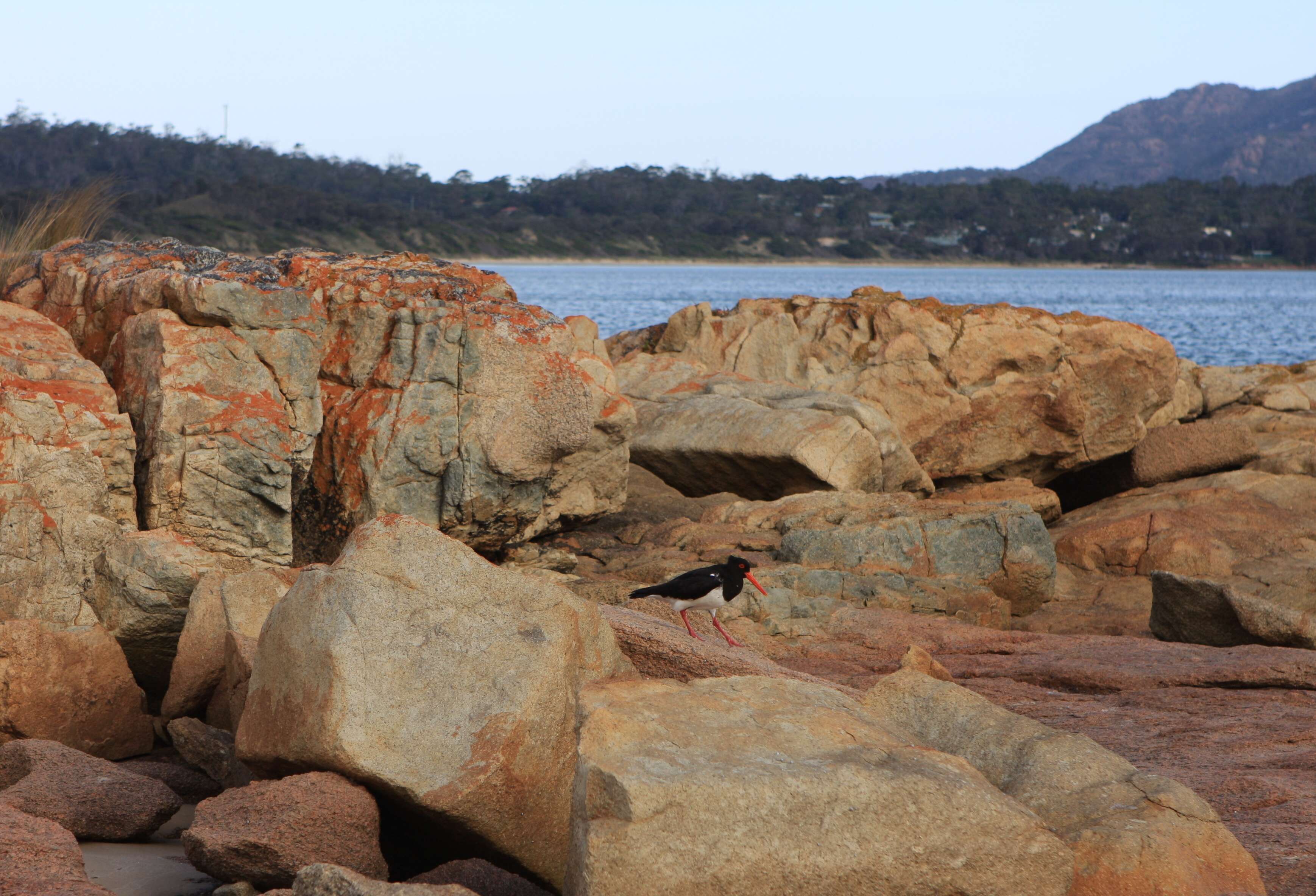 Image of Australian Pied Oystercatcher