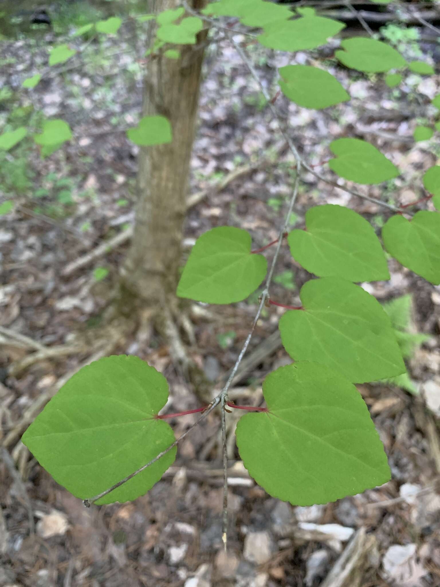 Image of katsura tree family