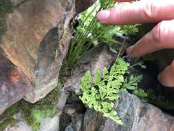 Cryptogramma cascadensis E. R. Alverson resmi