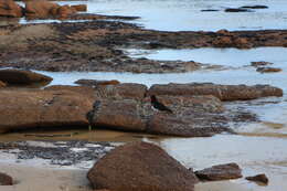 Image of Australian Pied Oystercatcher