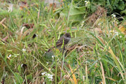 Image of Dusky-capped Flycatcher