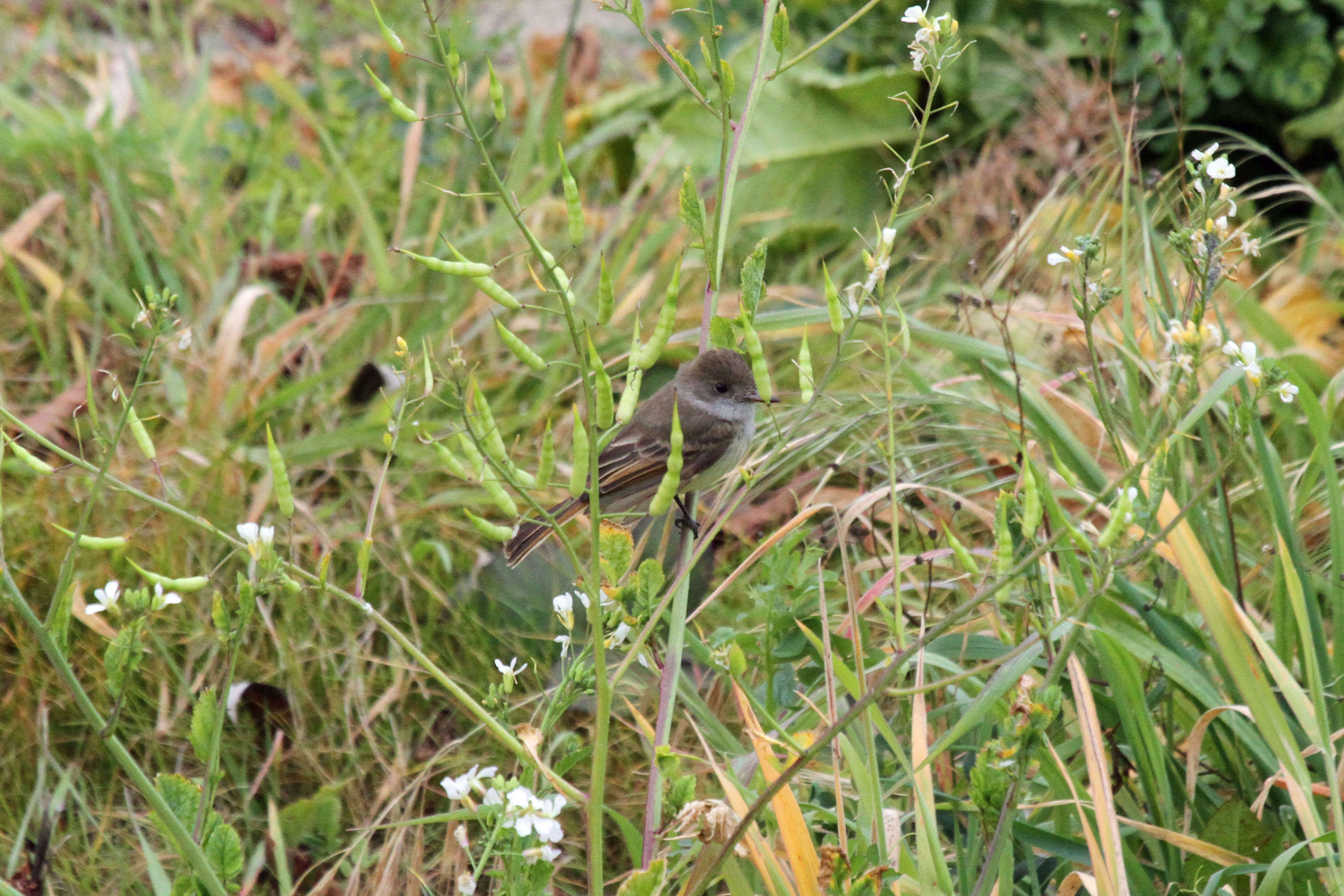 Image of Dusky-capped Flycatcher