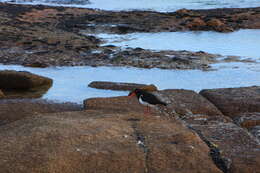 Image of Australian Pied Oystercatcher