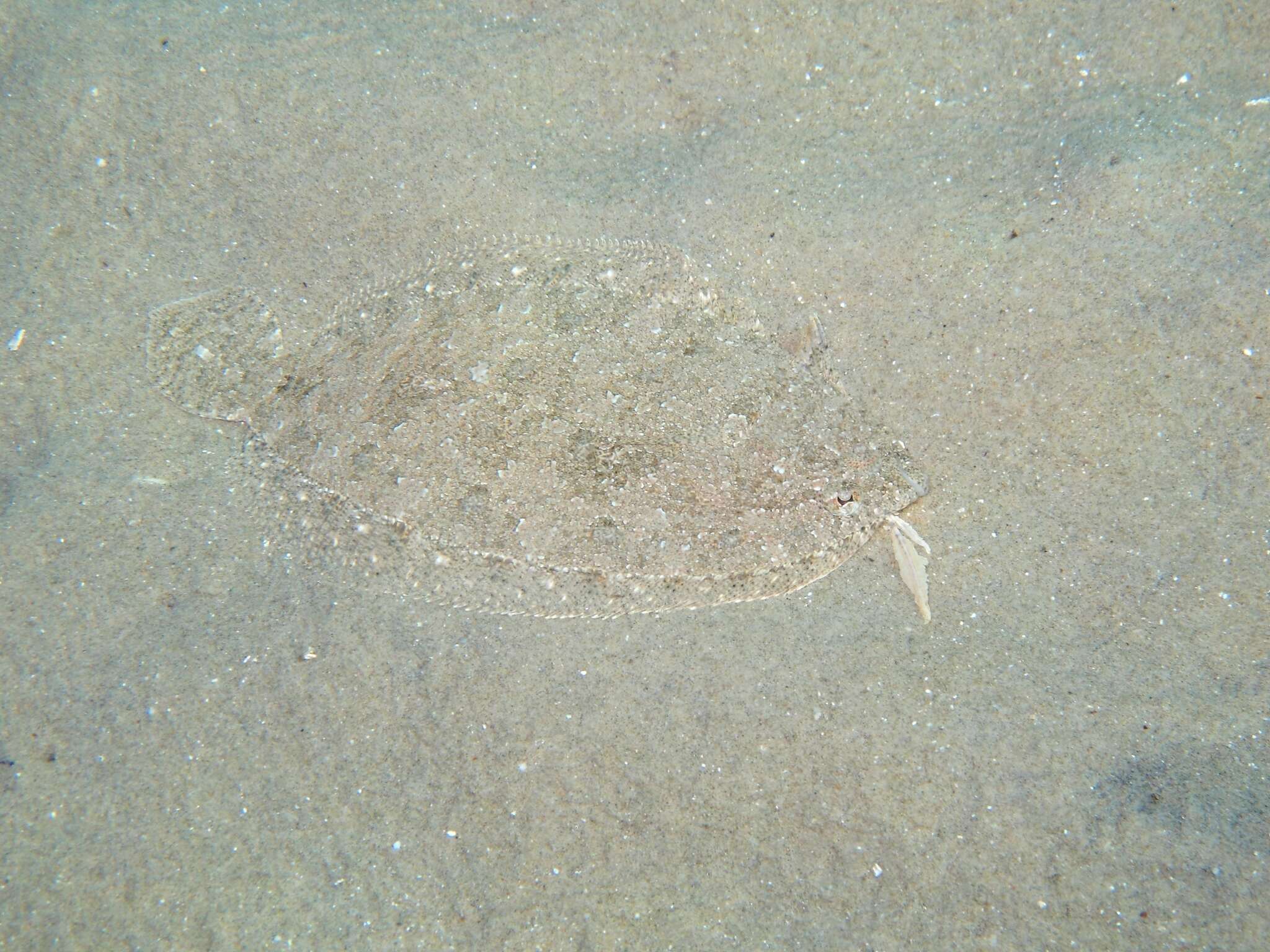 Image of Grohmann's Scaldfish