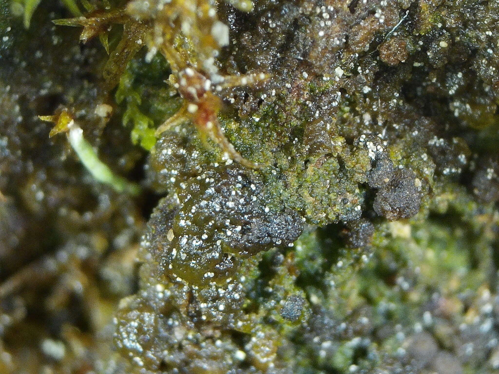 Image of placynthiella lichen