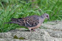 Image of Oriental Turtle Dove