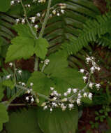 Imagem de Tiarella trifoliata L.