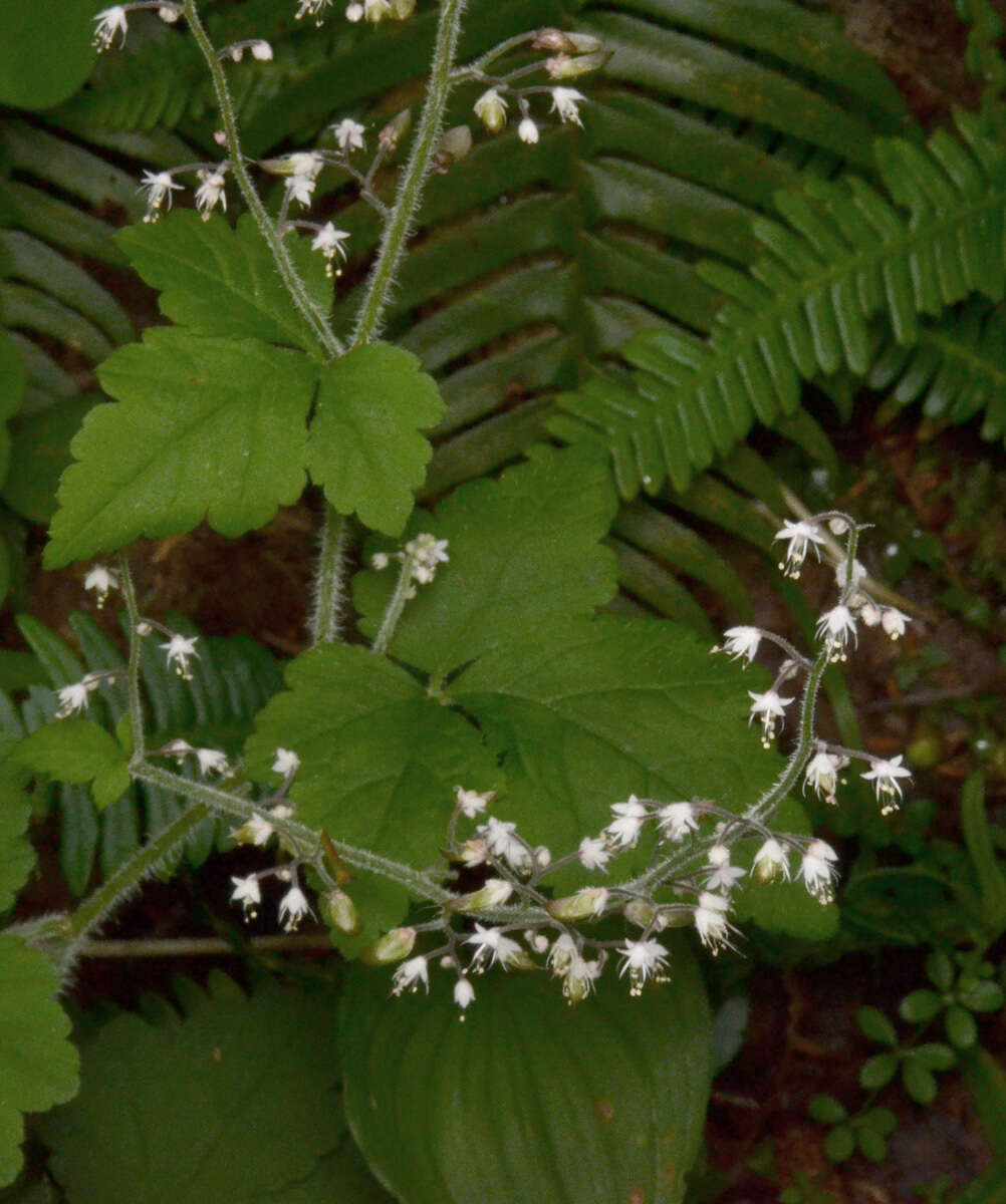 Imagem de Tiarella trifoliata L.