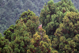 Image of Black Kite