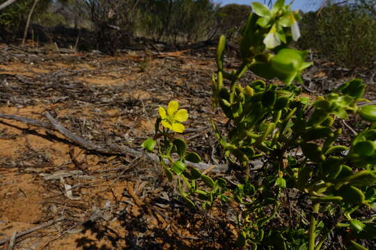 Image of Roepera apiculata (F. Müll.) Beier & Thulin