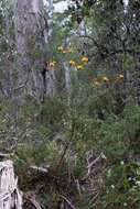 Слика од Pultenaea juniperina Labill.