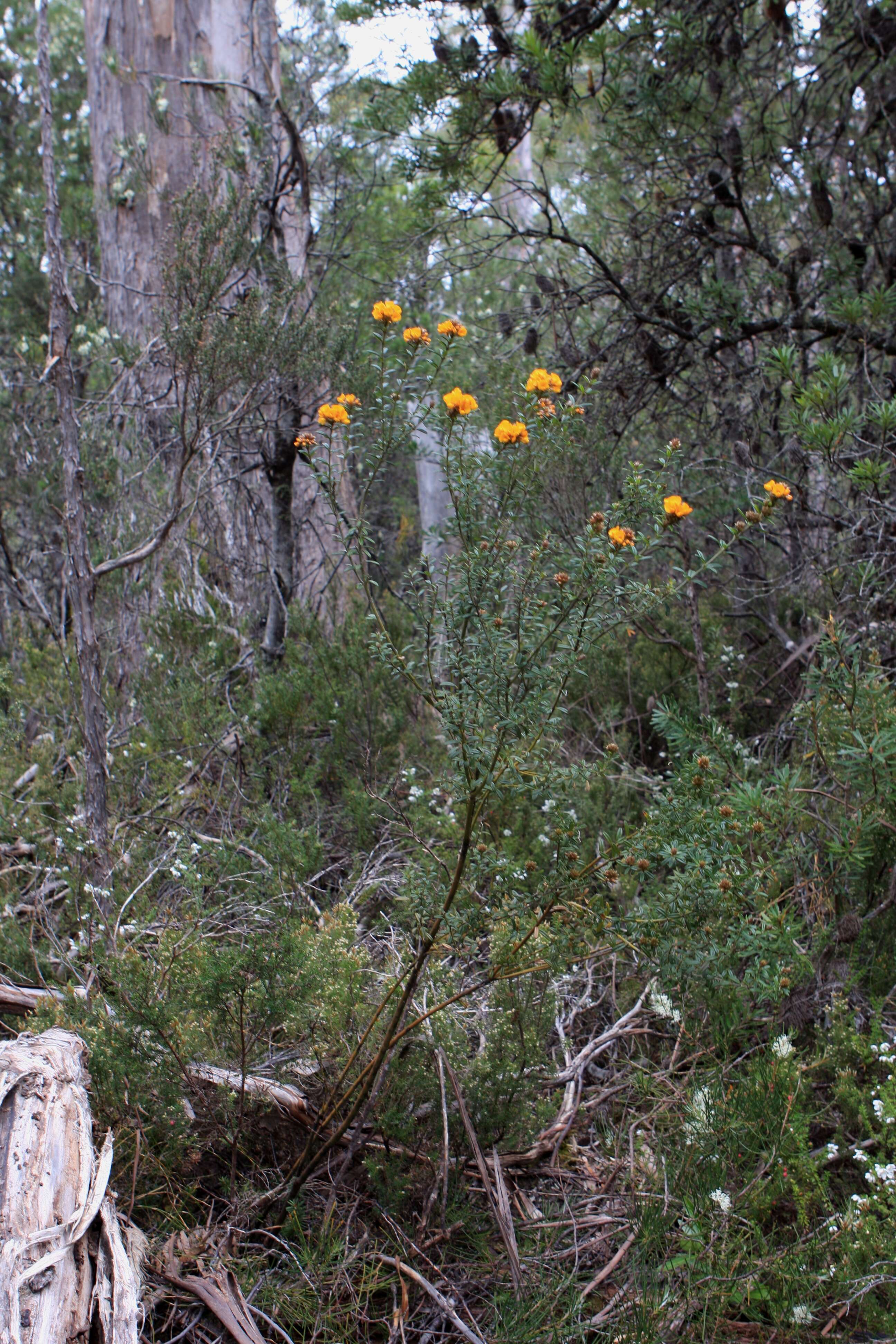 Imagem de Pultenaea juniperina Labill.