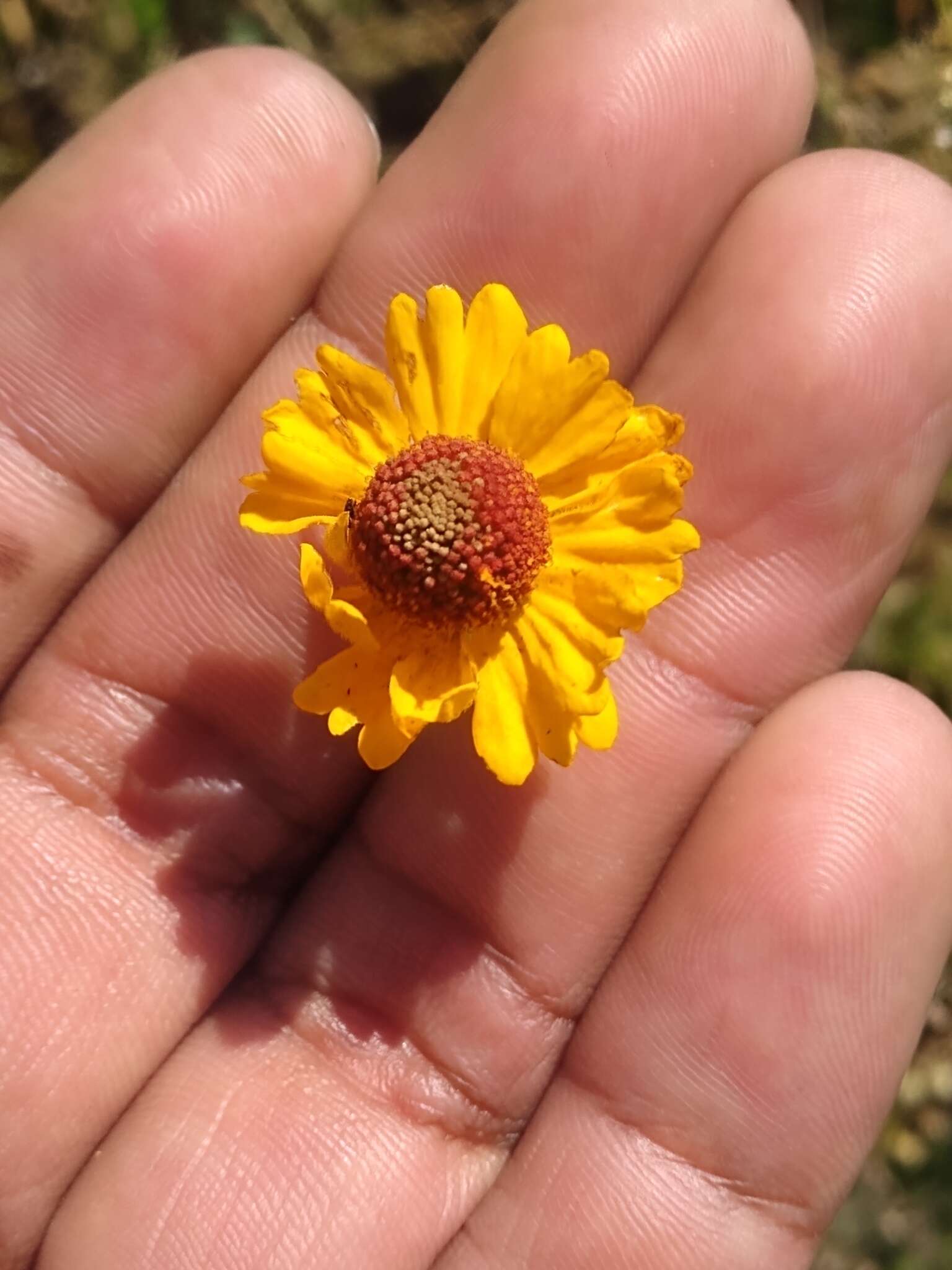 Image of longdisk sneezeweed