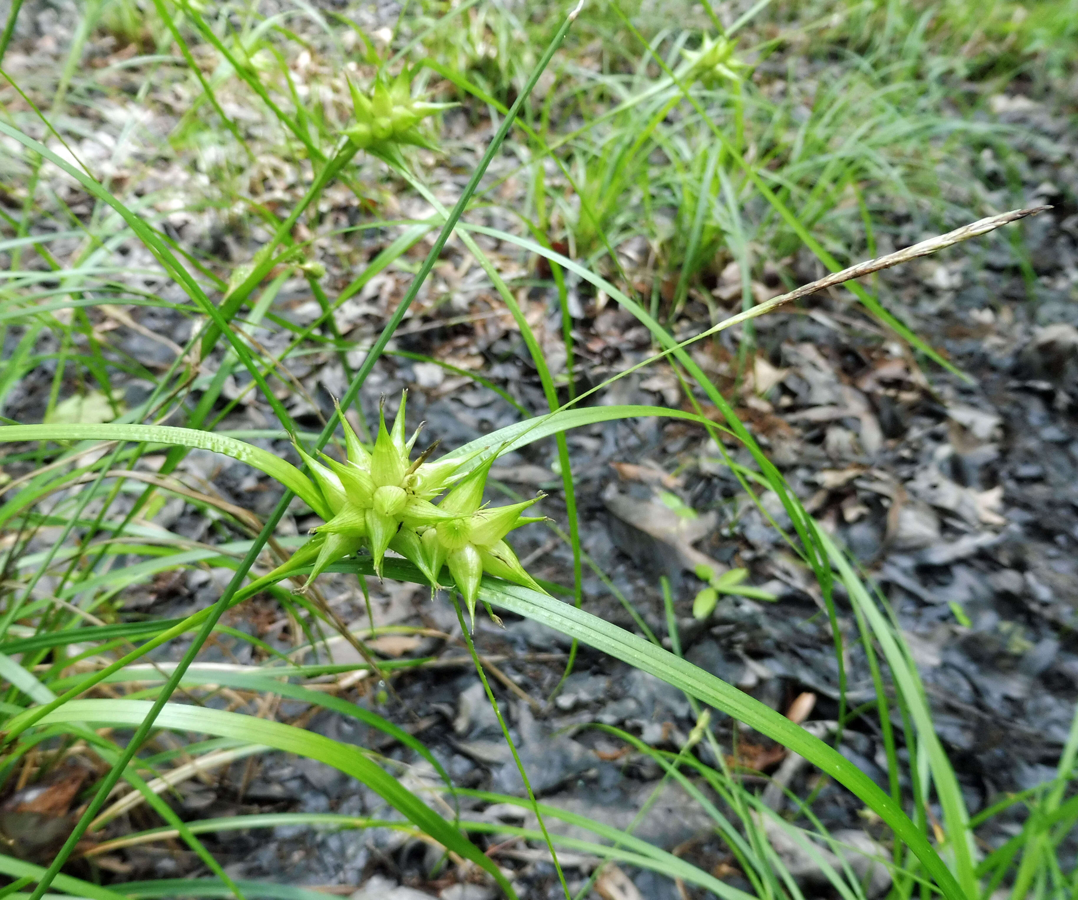 Слика од Carex louisianica L. H. Bailey