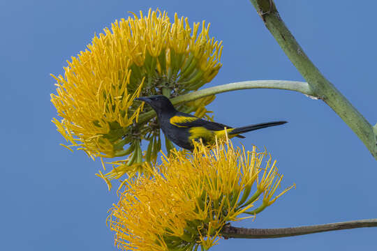 Image of Hispaniolan Oriole