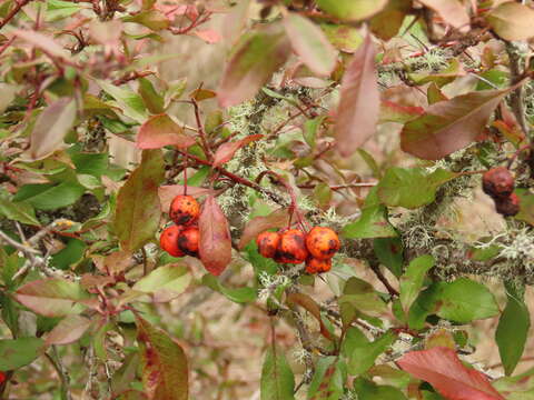 Image de Pyracantha fortuneana (Maxim.) H. L. Li