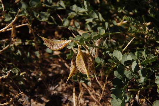 Imagem de Astragalus beckwithii var. purpureus M. E. Jones