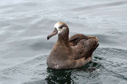 Image of Black-footed Albatross