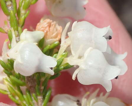 Image of Erica glomiflora Salisb.