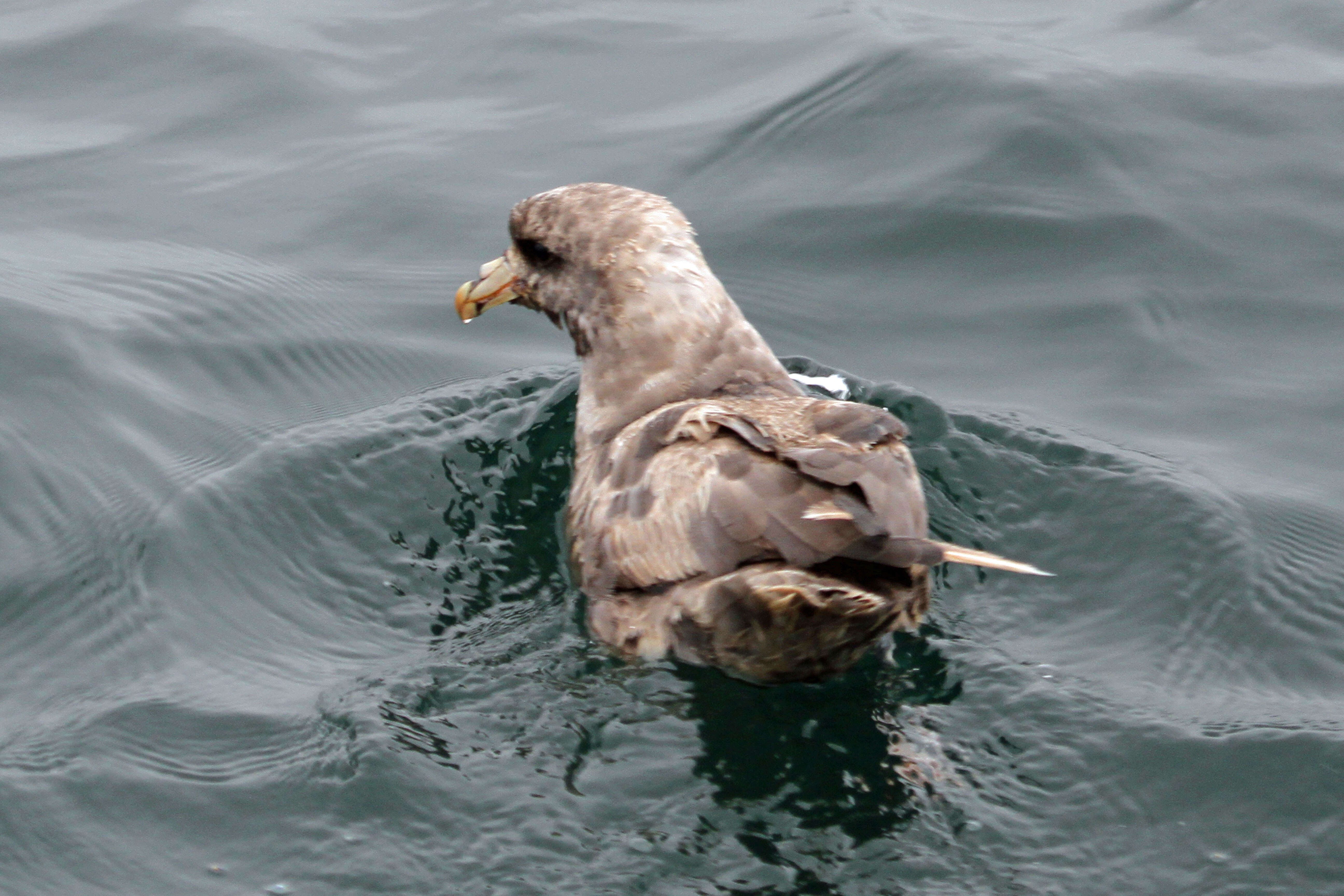 Image of Fulmar