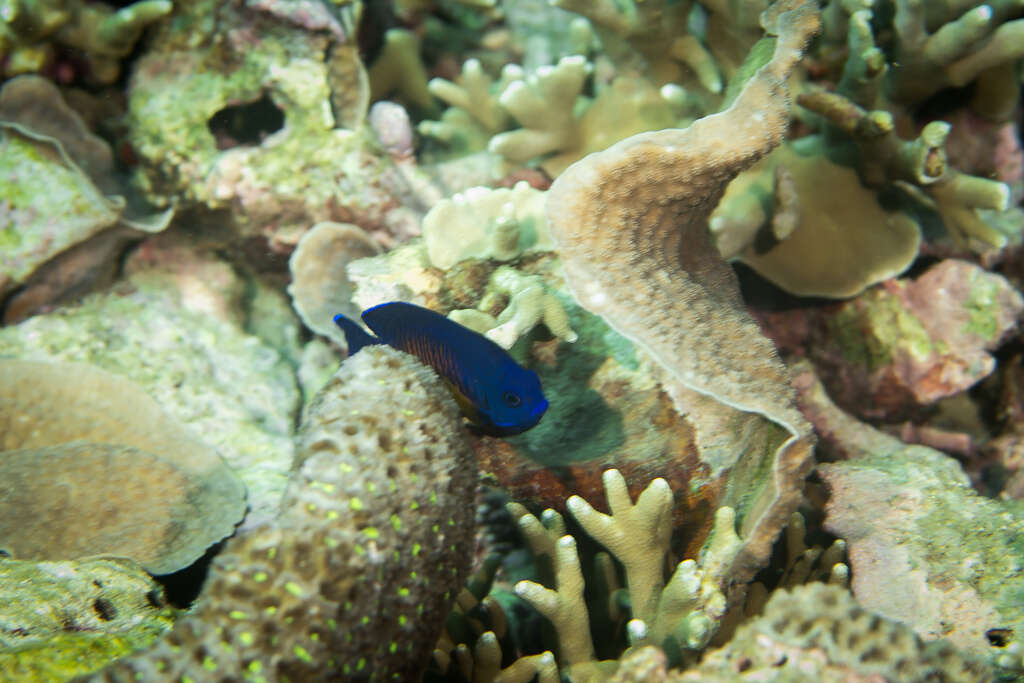 Image of Coral Beauty Angel